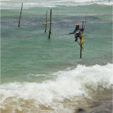 A Stilt Fisherman on the south coast