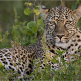 Leopard stare