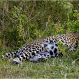 Leopard taking it easy