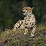 Wild Cheetah on termite mound