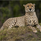 Cheetah on a Termite mound