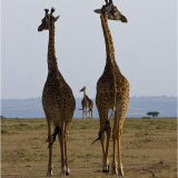 Maasai Giraffes