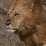 Male Lion on a windy morning