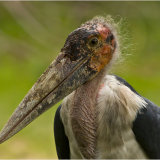 Maribu Stork
