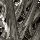 Palm Stems