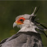 Secretary Bird