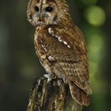 Tawny Owl