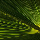 Back lit Palm Leaf
