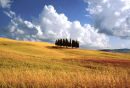 Cipressi - Val d'Orcia