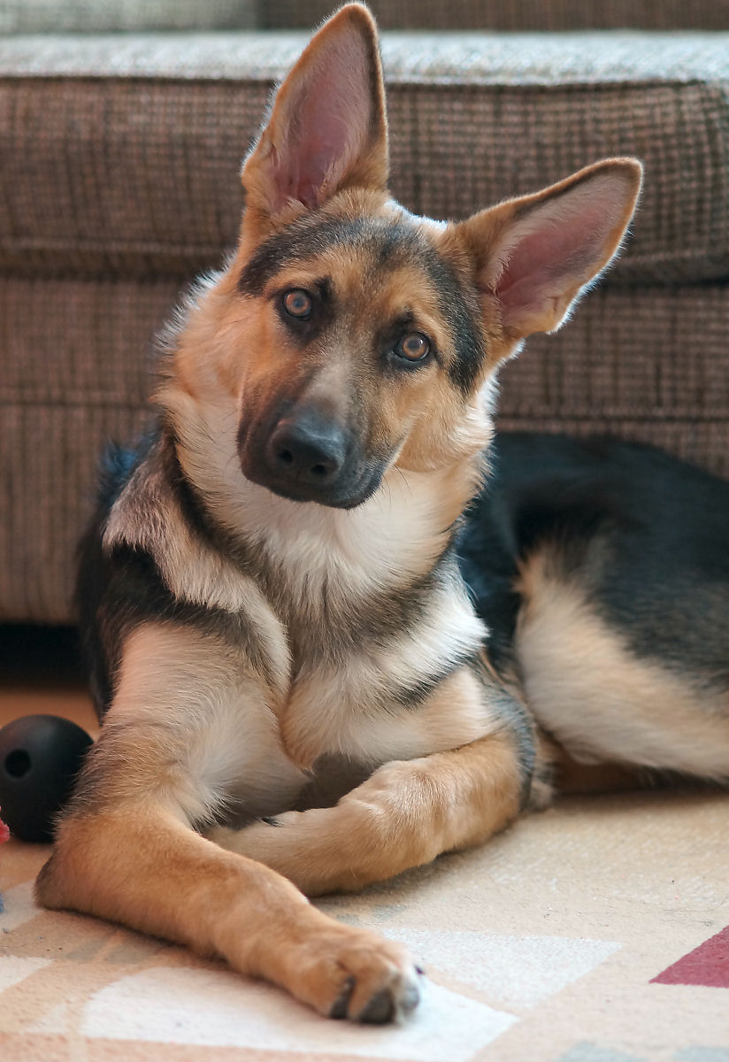 SHEBA AT 5-1/2 MONTHS OLD