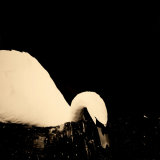Swan