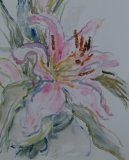 'Pink Lily'