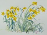 'Garden daffodils'