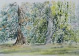 'Two trees at Batsford Arboretum'
