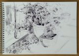 'Patio pots'