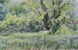 'Bluebells in the spinney'