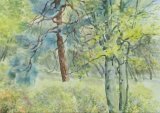 'Trees in the spinney'