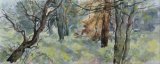 'Wild spinney'