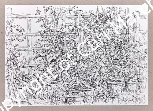 'Tomato plants'