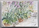 'Plants on the patio'