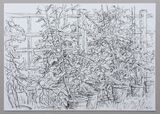 'Tomato plants'