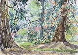 'Under the Redwoods'
