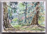 'Under the Redwoods'