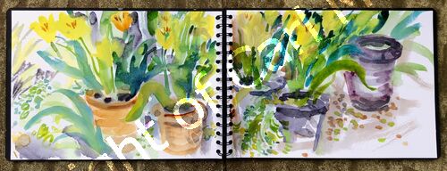 'Tulips on the patio'