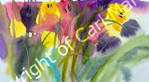 'Tulip dreams'