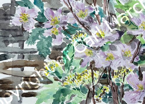 'Flowering shrubs'