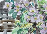 'Flowering shrubs'