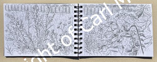 'Summer border'