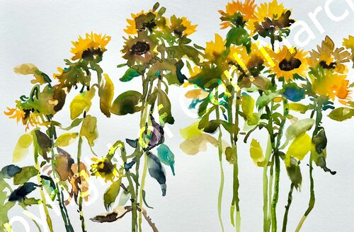 'Sunflowers in a row'