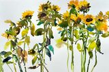 'Sunflowers in a row'