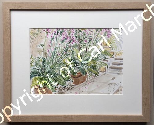 'Plants on the patio'