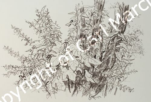 'Amlwch thicket'