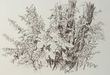 'Amlwch thicket'