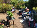 Sketching at Hillers Display Garden.
