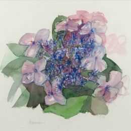Hydrangea