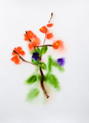 Quince and Clematis - SOLD