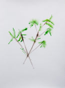 Bamboo