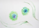 Peacock feathers