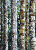 Trees lll