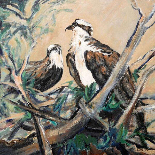 Ospreys 40 x 50 £350