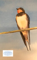 June 25 A dive into a nature journalling course....