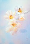 Gallery 1 ~ Paintings for Sale