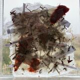 Red-listed (C. Marr)