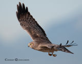 John Gordon's Birding blog