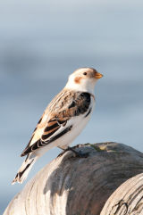 Feeding birds/Birding and more birding