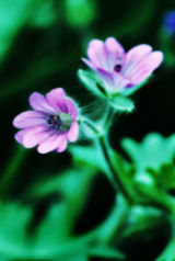 Spring photography nature workshop Saturday April 18 2015